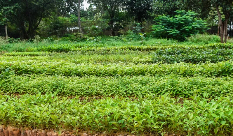 agriculture